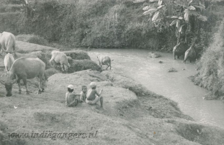 238 kinderen bij de ossen in de kali te Kadjen
