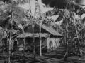 113 Kampong 1947